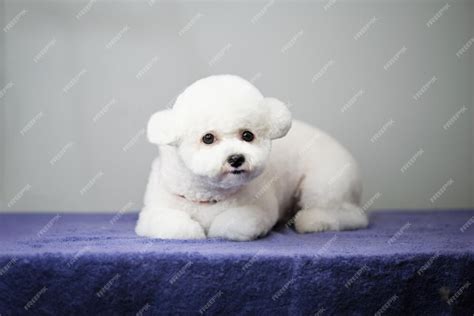 Premium Photo | A bichon frise dog puppy after the first grooming on a gray background