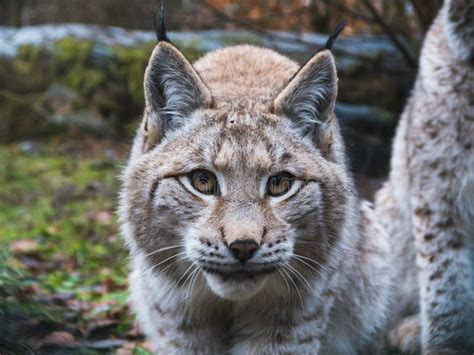 Eurasian Lynx in Germany stock image. Image of lurking - 111809653