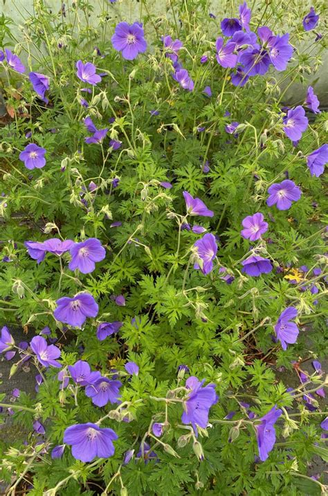 Geranium ‘orion Penlan Perennials Nursery