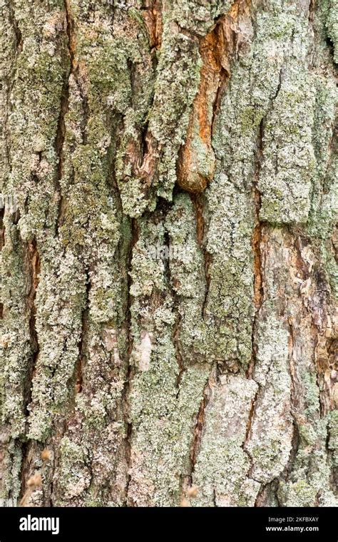 Arbre De Pluie D Or Koelreuteria Arbre Corce Texture Koelreuteria