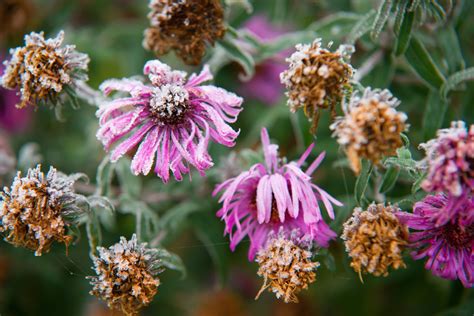 How To Prepare Your Perennials For Winter Sunnyside Greenhouse