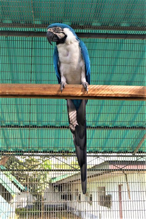 Blue And Gold Macaw Grey Green Olive