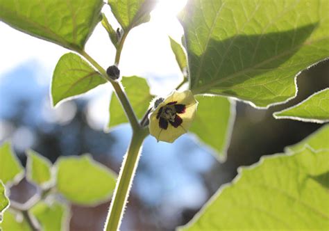 Golden Berry Plant, Benefits of a South American Superfruit