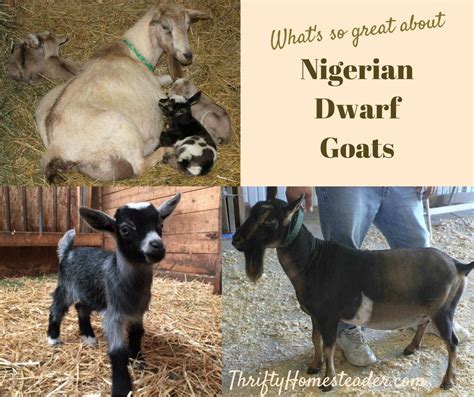 Nigerian Dwarf Goats: Why We Still Love Them After 20 Years!