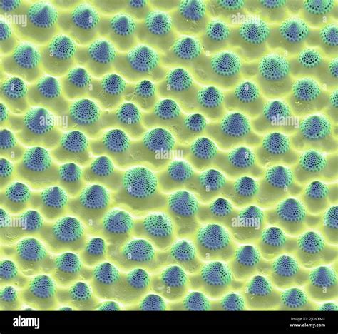 Diatom Coloured Scanning Electron Micrograph Sem Of Detail Of A