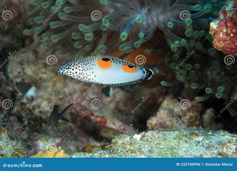 Marine Life of the Red Sea. Stock Photo - Image of parasites, deep: 232760996