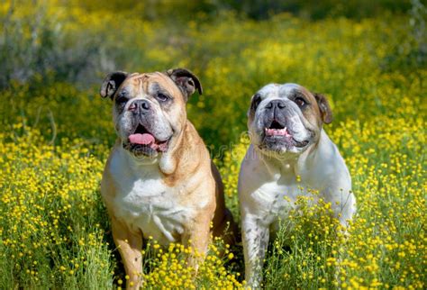 Two Bulldogs Posing Together In The Wildflowers Stock Image Image Of