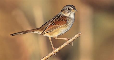 Swamp Sparrow Overview, All About Birds, Cornell Lab of Ornithology