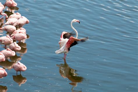 Greater Flamingo and Lesser Flamingos - ZooChat