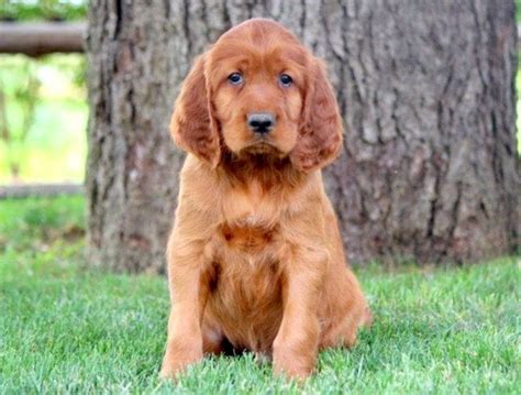 Irish Setter vs Golden Retriever - Breed Comparison