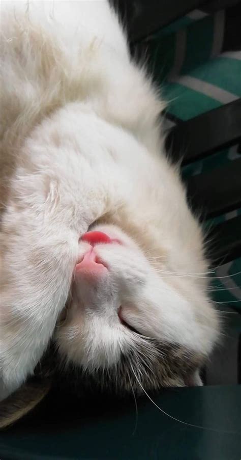 Gato Miau Gatos Gato Durmiendo Lengua Afuera