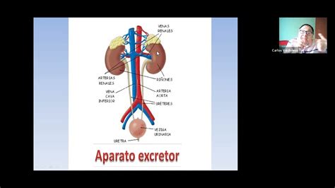 Tema 11 Sistema Excretor Youtube