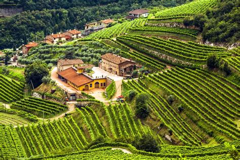 The 5 Best Wines Of Veneto Italy Drinkstack