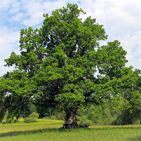 Oak Trees For Sale