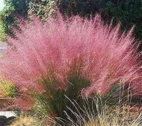 Muhlenbergia Capillaris Pink Muhly Grass Gulf Muhly Late Season Gorgeous Color Drought