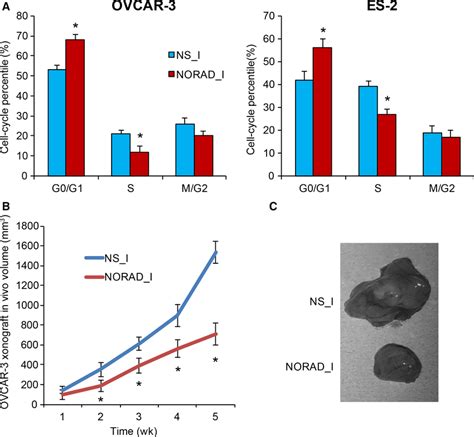 Norad Downregulation Arrested Eoc Cell‐cycle And Suppressed Eoc In Vivo