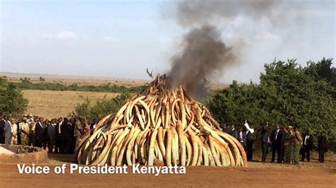 Kenya And President Kenyatta Burn 15 Tons Of Ivory On World Wildlife