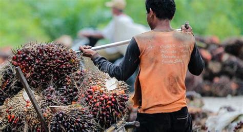 BPDPKS Dukung Peningkatan Produktivitas Kelapa Sawit