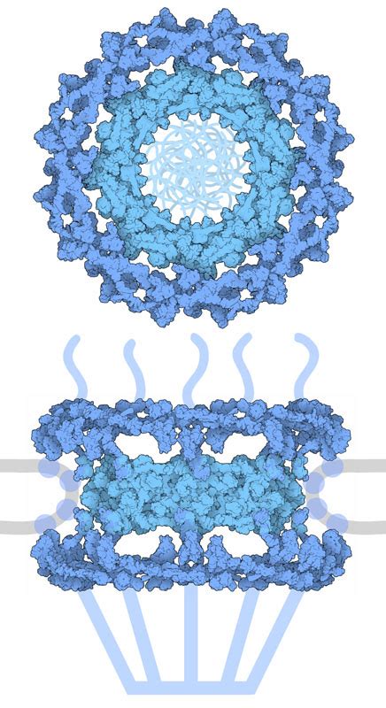 Pdb Molecule Of The Month Nuclear Pore Complex