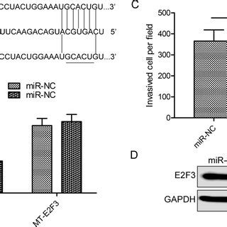 MiR 152 Inhibits OS Cell Migration And Invasion In Vitro A Cell