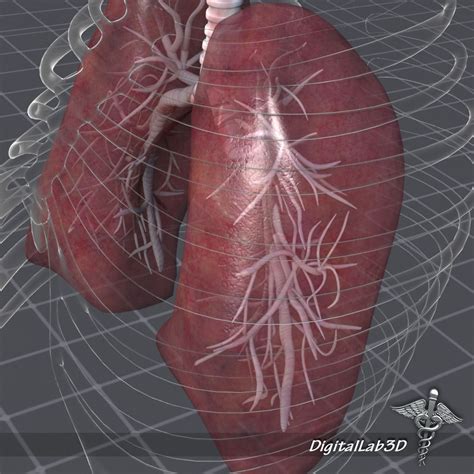 Lungs Anatomy 3D model | CGTrader