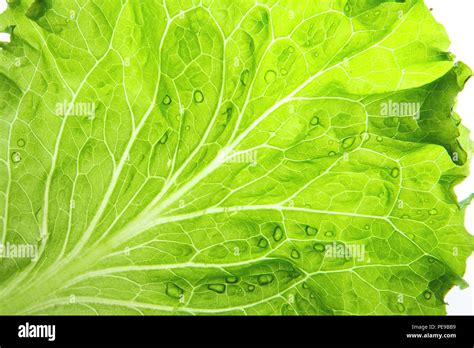 Lettuce Leaf Closeup Natural Green Wallpaper Concept Of Healthy