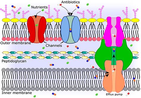 How To Enter A Bacterium Bacterial Porins And The Permeation Of Antibiotics Chemical Reviews