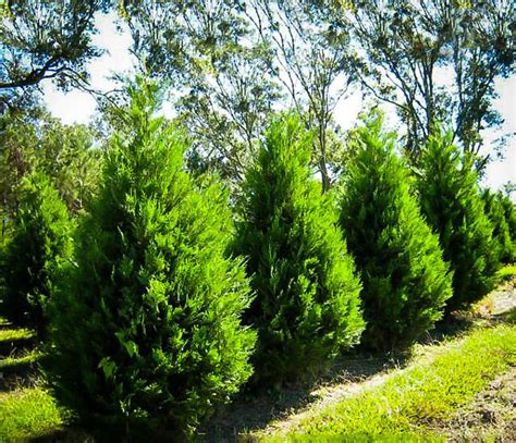 Leyland Cypress Trees for Sale | Buy Leyland Cypress | The Tree Center