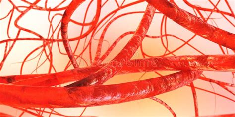 Blood Vessels. Circulatory System Stock Illustration - Illustration of vessel, vessels: 117406228