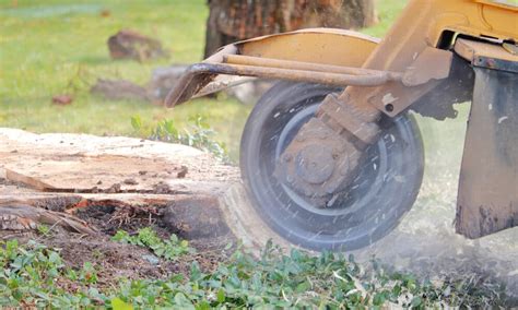 How To Rot A Tree Stump Fast A Perfect Cut Tree