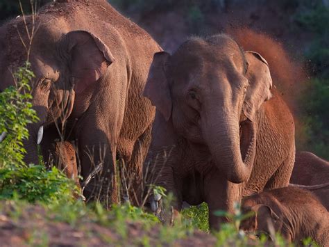 Revisiting The Mystery Around China’s Migrating Elephants Environment News Al Jazeera