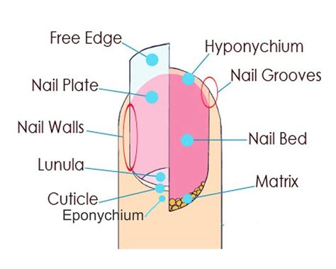 Nail Structure Growth Chapter Diagram Quizlet