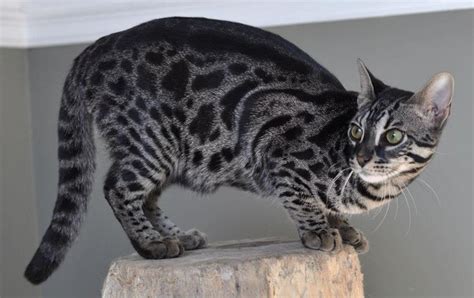 Grey Bengal Cat