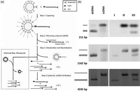 Bead Captured Denaturation Method To Prepare The Targeted Ssdna A