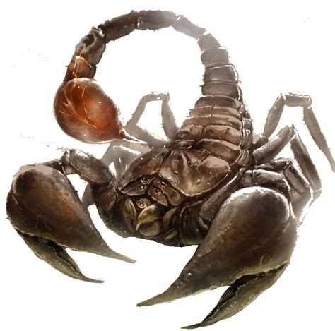 Emperor Scorpion Size