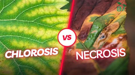 Difference Between Chlorosis And Necrosis Plant Pathology In Hindi Youtube