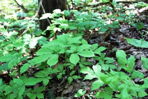 How to Find Ginseng? First look for the right habitat. – Wild Ozark ...