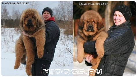 Тибетский Мастиф Фото И Цена Вес Рост — Bluemorphotours.ru