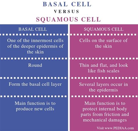 What is the Difference Between Basal Cell and Squamous Cell - Pediaa.Com