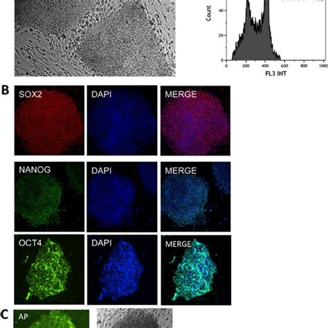 Characterization Of Human Ips A Human Ips Cells Observed In Phase