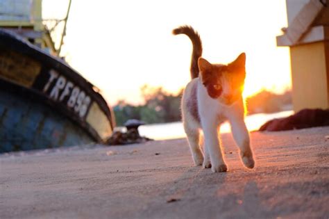 Un Gato Camina En Una Playa Frente A Un Bote Con Las Palabras Fpsp