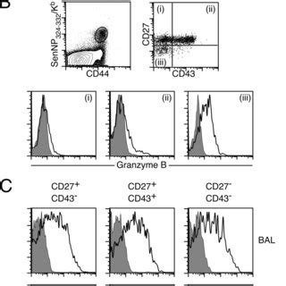 Memory CD8⁺ T cell subpopulations display similar effector functions ...