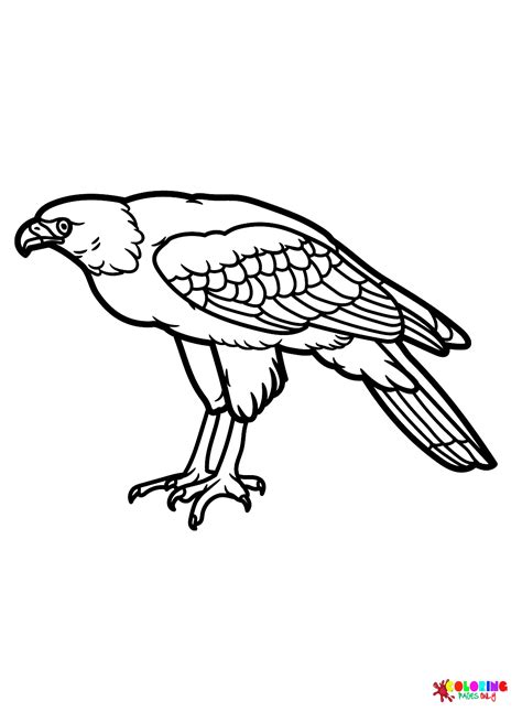 Hawk To Print Coloring Page Free Printable Coloring Pages