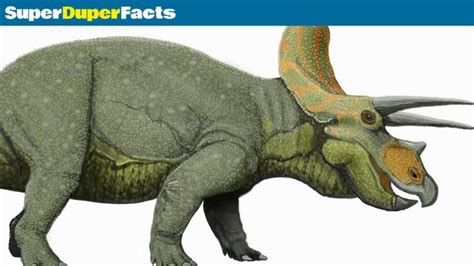 Triceratops Facts Insane Things You Didnt Know Elephant Animals