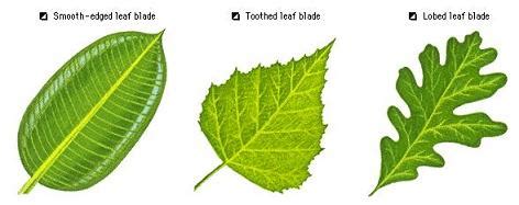 THE LEAF BECOMES FULLY GROWN