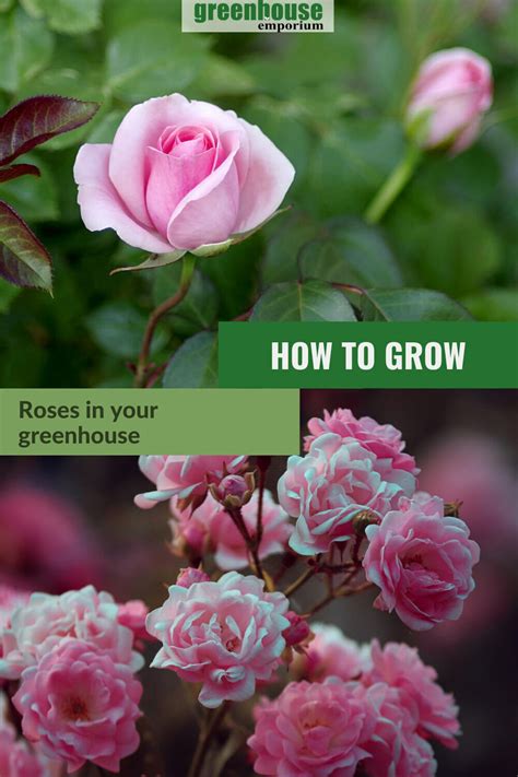 How To Grow Roses In A Greenhouse Greenhouse Emporium