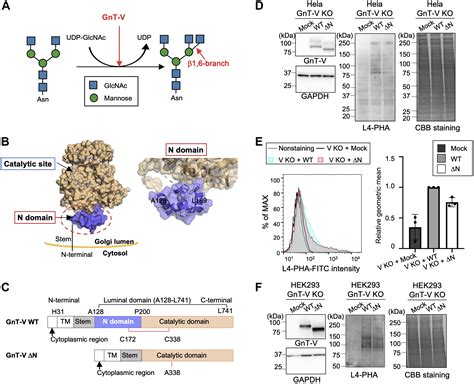 N Acetylglucosaminyltransferase V Requires A Specific Noncatalytic