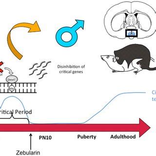 Sexual Differentiation Of Brain And Behavior Sex Differences In The