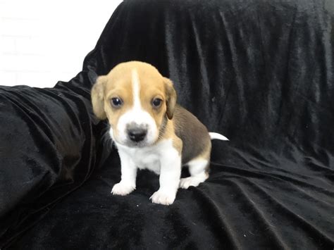 Miniature Beagle Puppies Puppy Tiny Beagles Flickr Photo Sharing