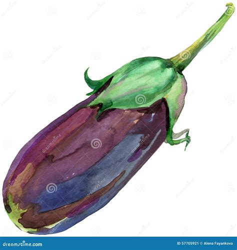 Organic Vegetable Eggplant Watercolor Illustration Stock Illustration